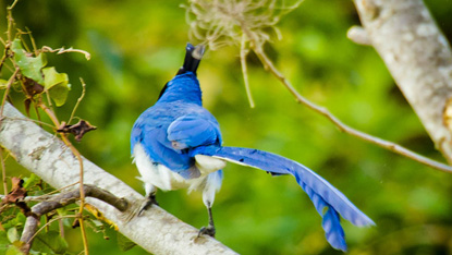 The Black-throated Magpie Jay features bright blue color on its back and tail