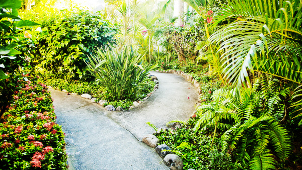 sayulita-garden sayulita-garden