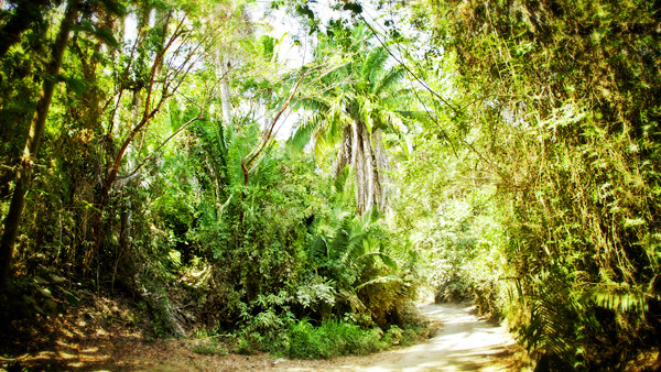 The road to Playa Los Muertos fro Ninos Heroes passes through the jungle