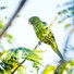 sayulita-parakeet-01
