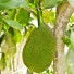 sayulita-jackfruit-01