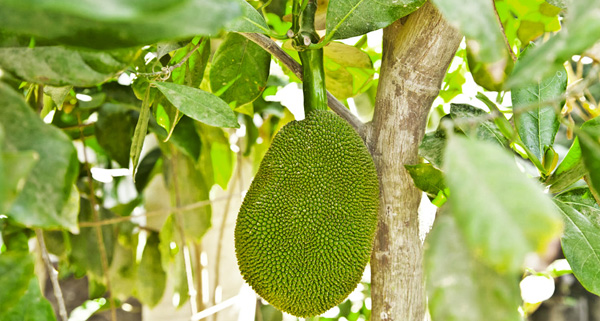 sayulita-jackfruit-01
