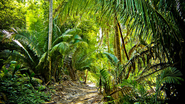 -en-a-trail-through-the-jungle-es-camino-a-travs-del-bosque-