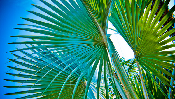 -en-palm-fronds-form-an-abstract-composition-es-frondas-de-palmas-forman-una-composicin-abstracta-