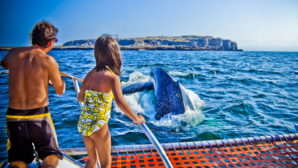 -en-whales-up-close-are-simply-awesome-es-estar-cerca-de-las-ballenas-es-simplemente-maravilloso-