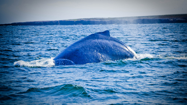 -en-a-humpback-whale-rising-between-the-marietas-islands-es-ballena-jorobada-emergiendo-entre-las-marietas-