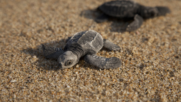 -en-baby-turtles-headed-for-the-ocean-es-tortugas-bebs-hacia-el-ocano-