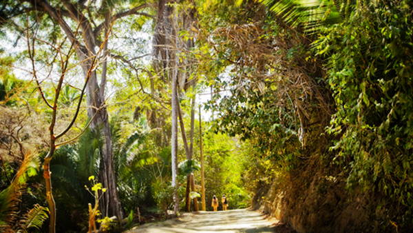This serene jungle road leads from Playa Los Muertos back towards town via Avenida Ninos Heroes