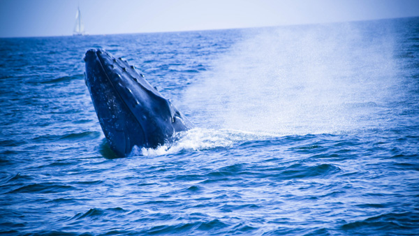 -en-a-whale-comes-up-to-take-a-look-around-es-una-ballena-sale-para-mirar-al-rededor-